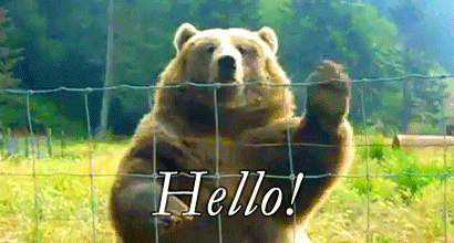 bear waving hello