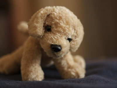 stuffed dog what to bring to college