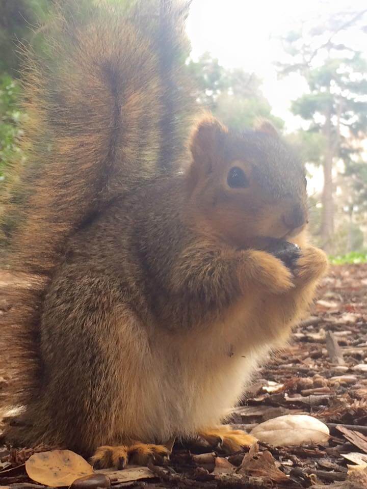 UC Berkeley squirrels