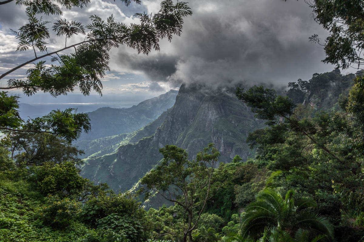 Usambara jungle in Tanzania