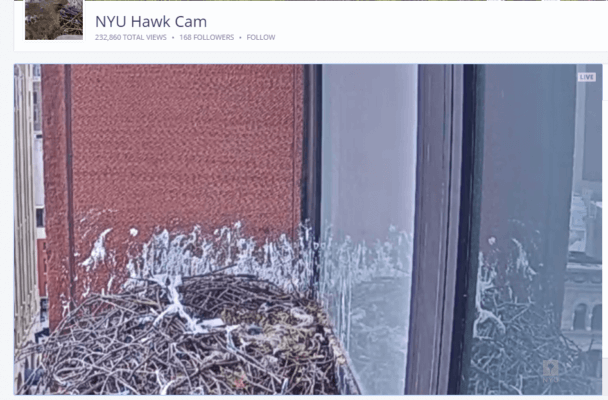 NYU hawk cam