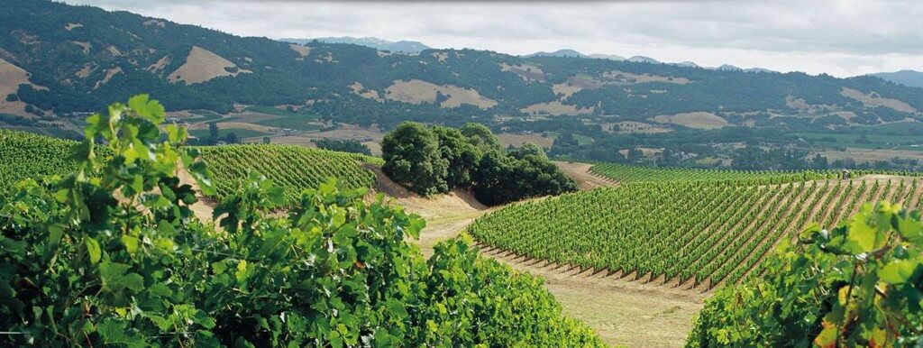 vine things to do in sonoma