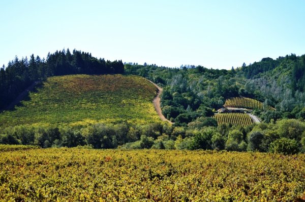 things to do in Sonoma vineyard