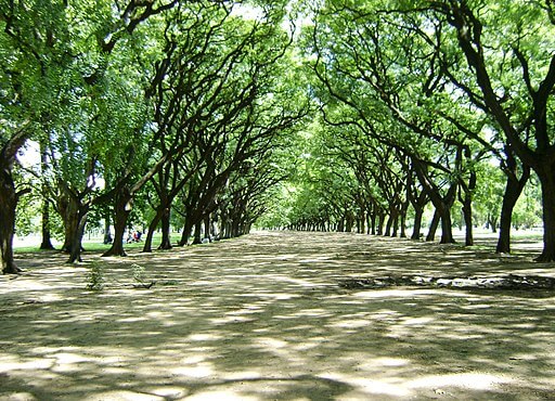 Pathway in Bosques de Palermo