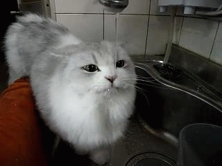 Cat drinking water stress relief