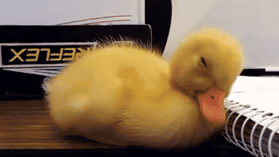 Duckling falling asleep on books stress relief