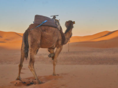 Camel with saddle in the desert