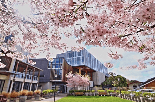 flowers, campus, Wellington, New Zealand, Massey