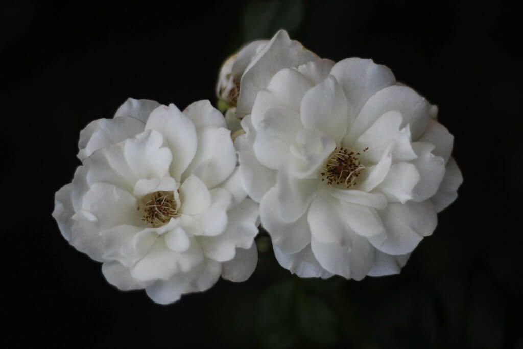 White Flowers