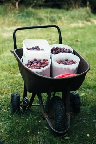 berries, fruit, fruit picking