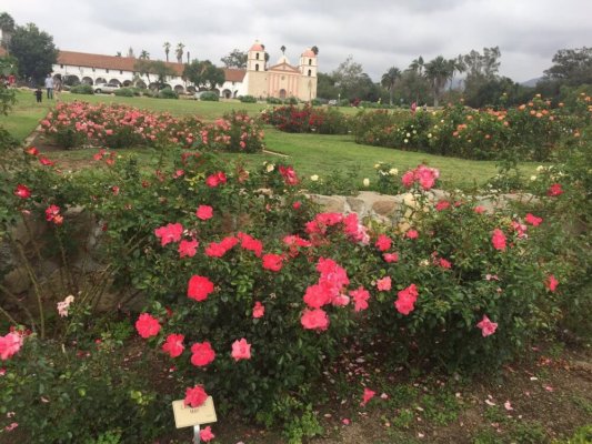 rose and Old Mission Santa Barbara