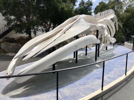 whale skeleton at Santa Barbara Museum of Natural History