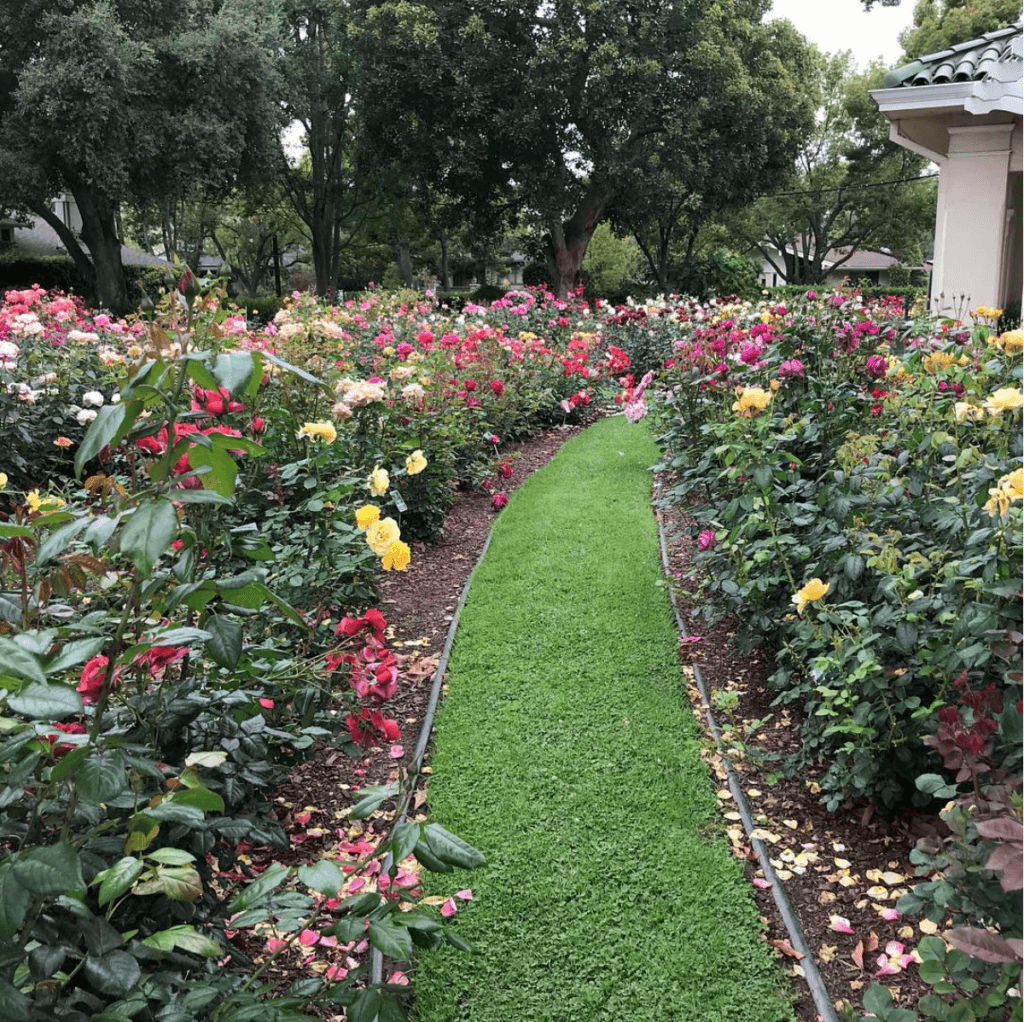 Rose Garden