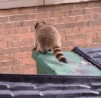 raccoon