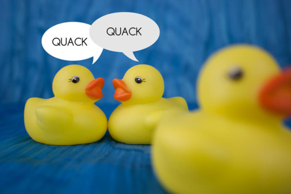 gossiping ducks