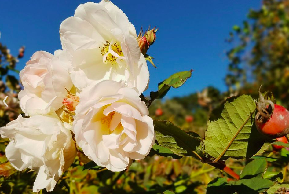 berkeley botanical garden