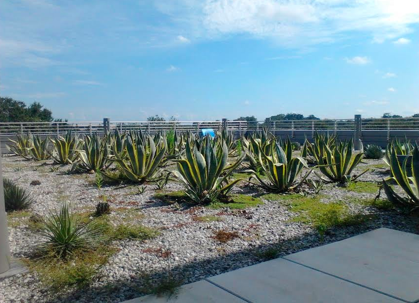 Main Library at Goodwood roof top terrace Baton Rouge