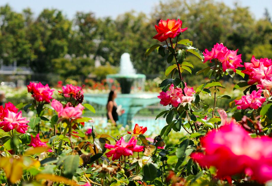 rose garden things to do in san jose