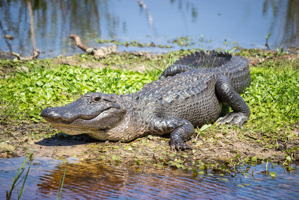 paynes prairie alligator things to do at uf under 21