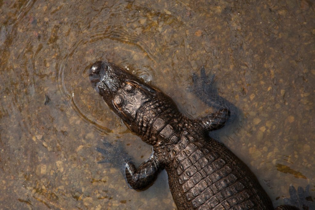 University of Florida quirks Gators