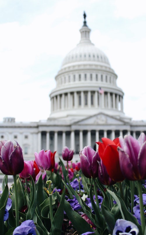 Capitol Hill things to do in dc at night