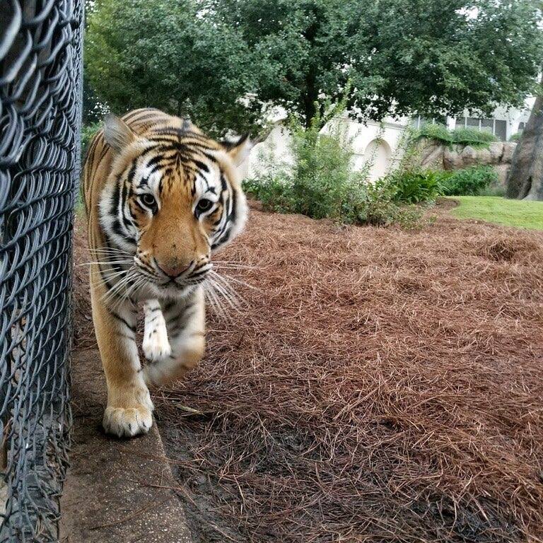 mike the tiger Baton Rouge