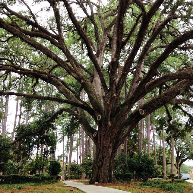 green park tree fsu landmark