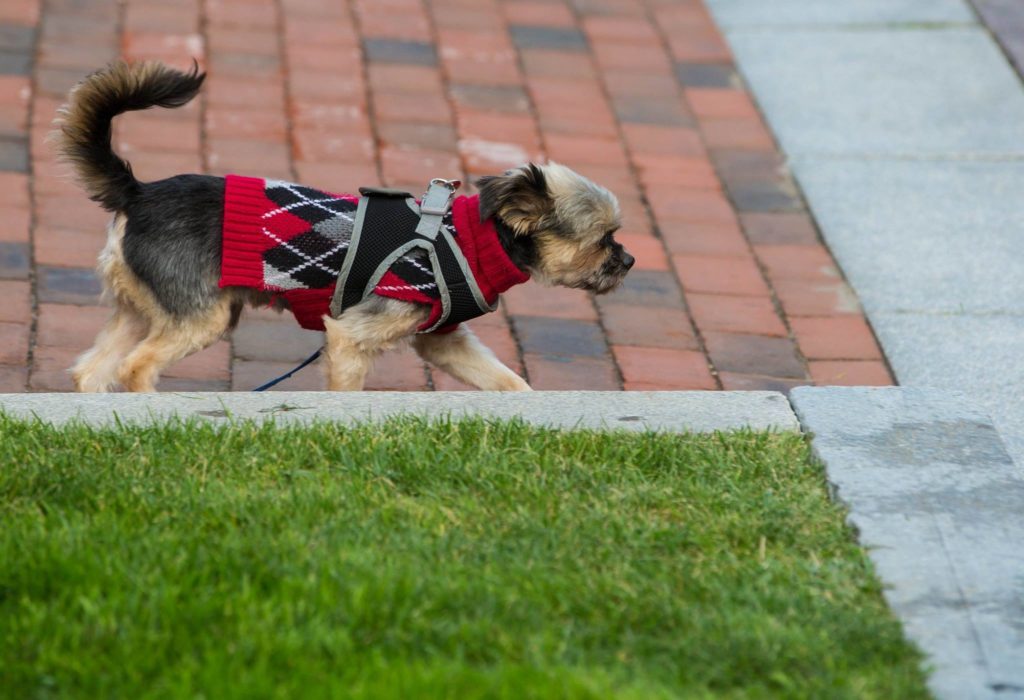 pet friendly colleges dog in costume johnson and wales campus