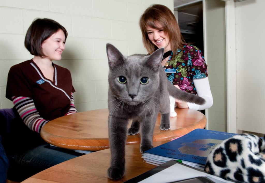 cat on study table suny canton pet friendly colleges