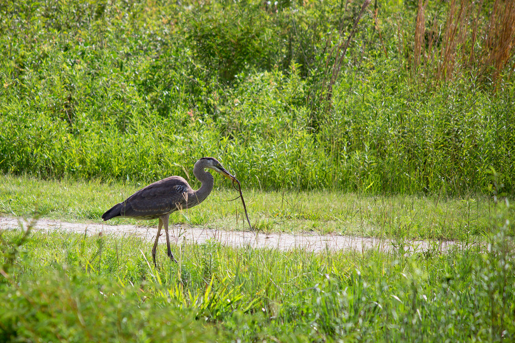 Paynes prairie 21 things to do under 21 in gainesville