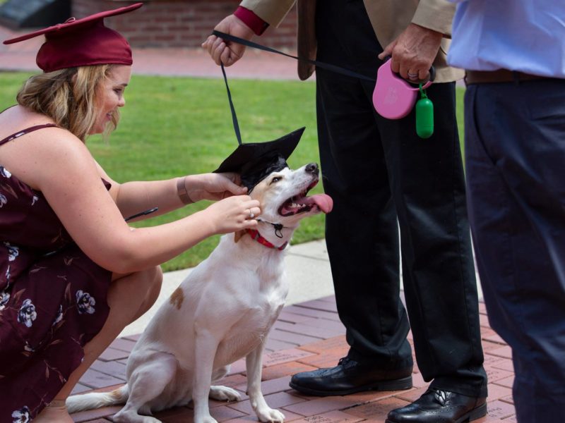 pet friendly campuses dog with graduation cap