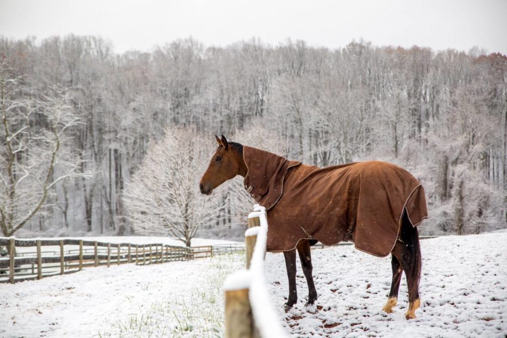 horses in snow sweet briar pet friendly colleges campus