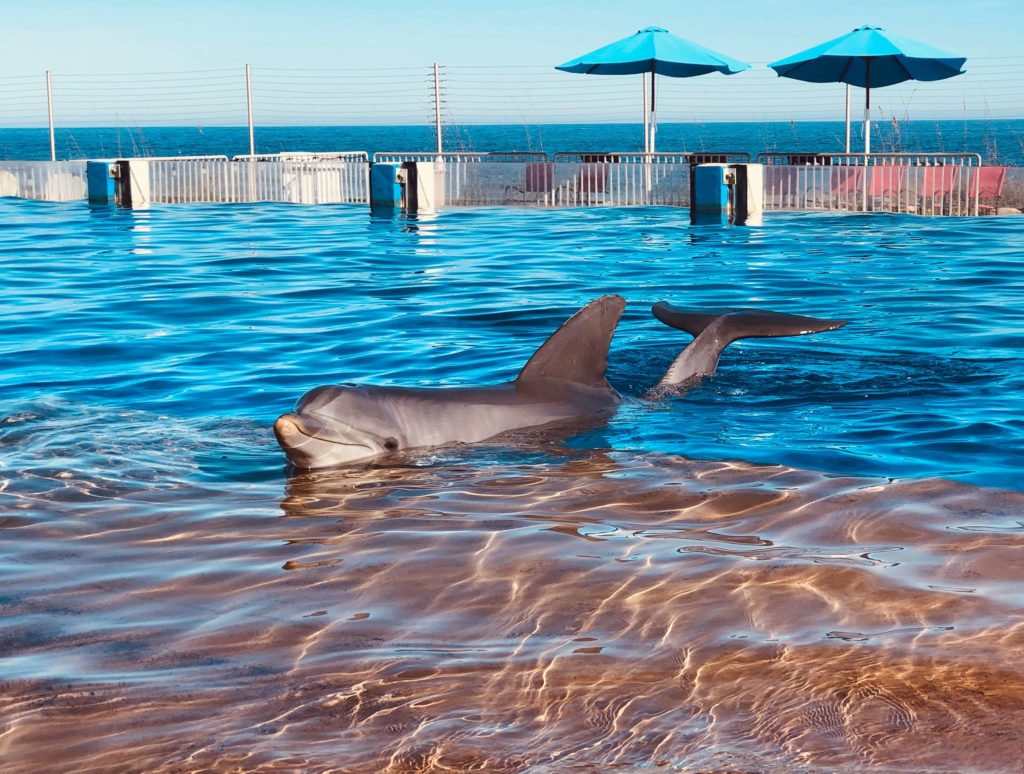 marineland gainesville day trips