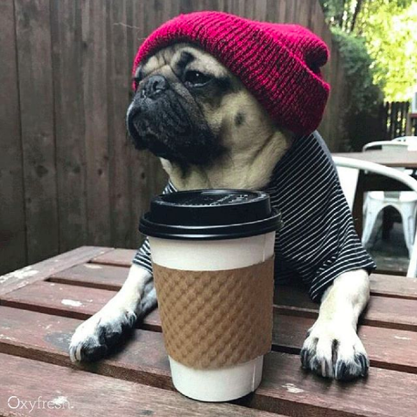 social media pug with latte