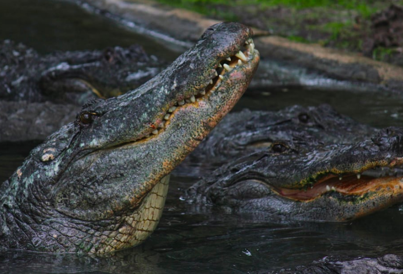 st augustine alligator farm gainesville day trips