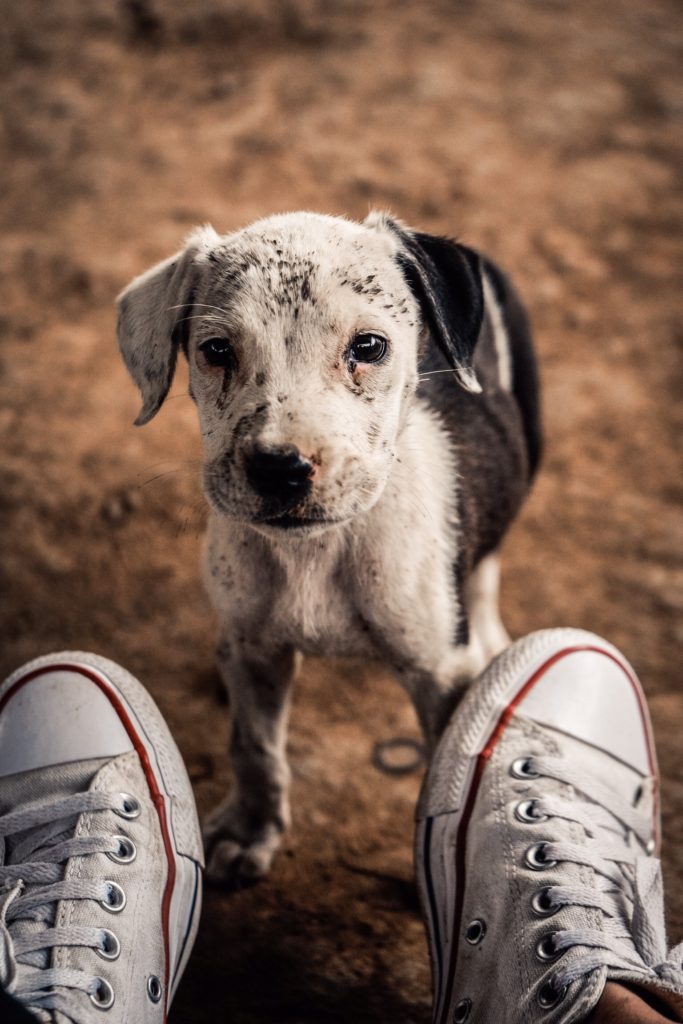 puppy looking lovingly