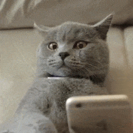 cat checking phone cheated on