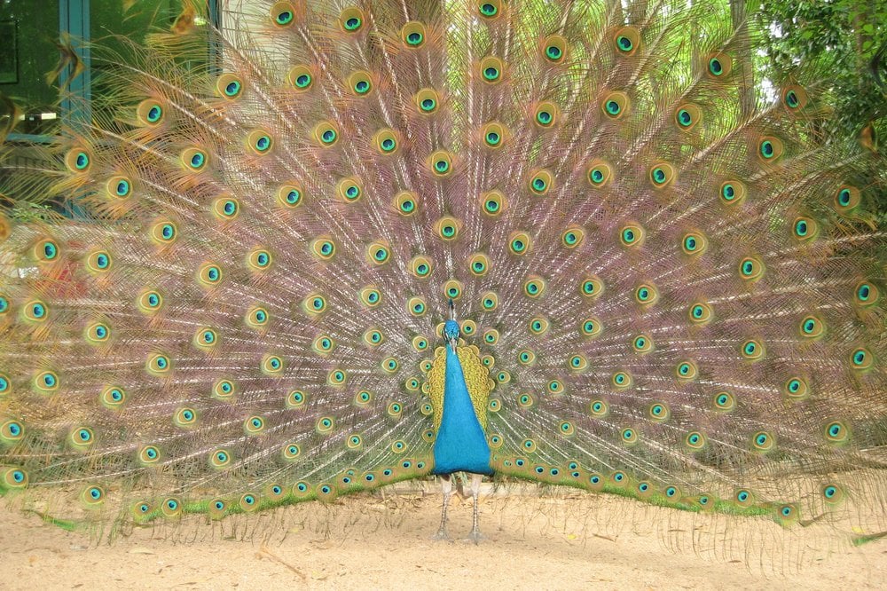 zoo peacock 21 things to do under 21 in gainesville