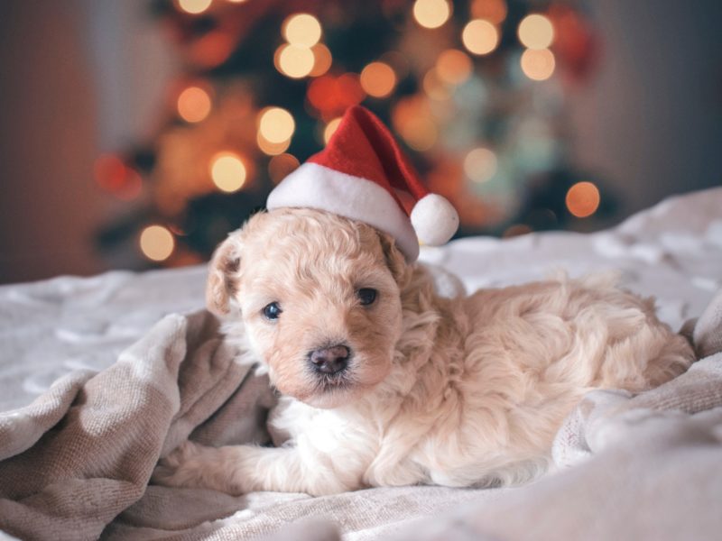 bah humbug christmas puppy