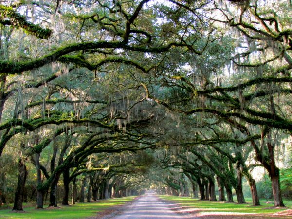 tunnel of trees things to do in savannah