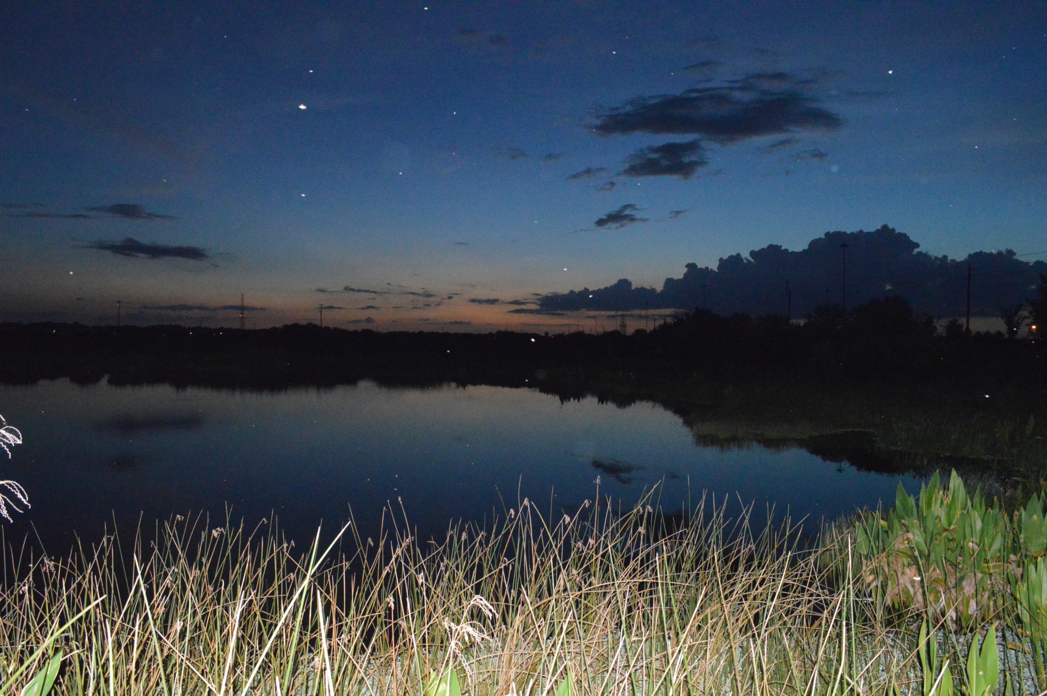 swamp night sky things to do in sarasota