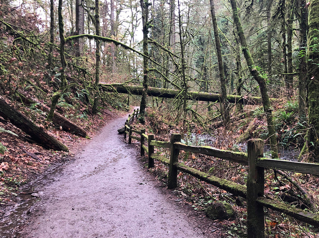 pathway in forest portland