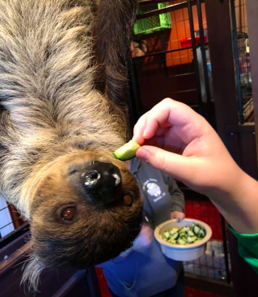 sloth center portland