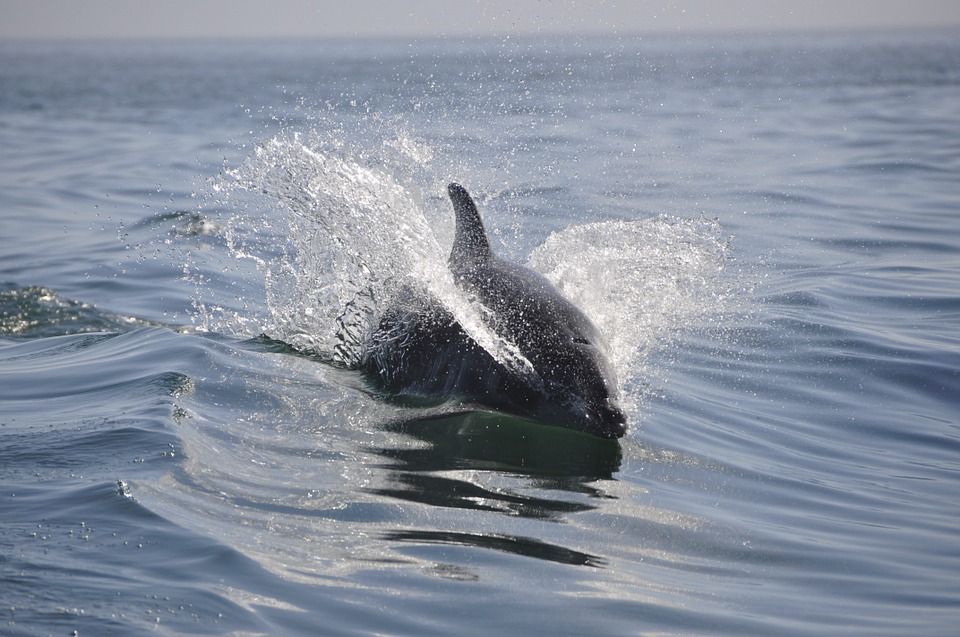 dolphin in water things to do in sarasota