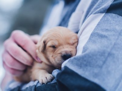 how to become a veterinarian puppy