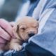 how to become a veterinarian puppy