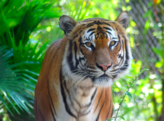 tiger zoo things to do in palm beach