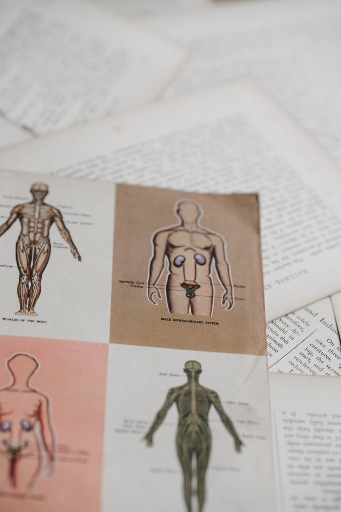 human anatomy drawings medical majors