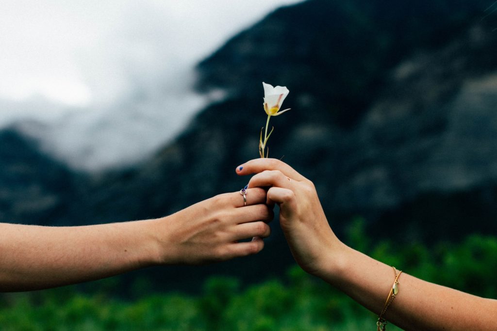 Mädchenhände, die eine Blume reichen