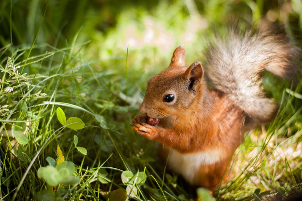 squirrel signs you go to temple university